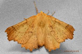 Attēlu rezultāti vaicājumam “Ennomos autumnaria male”