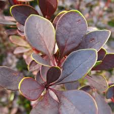 Attēlu rezultāti vaicājumam “Berberis thunbergii”