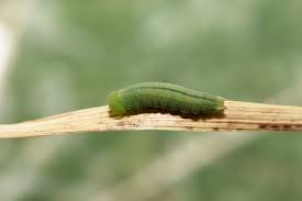 Attēlu rezultāti vaicājumam “Coenonympha pamphilus upperside”