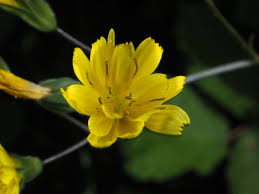 Attēlu rezultāti vaicājumam “Lapsana communis flower”