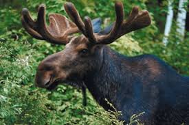 Attēlu rezultāti vaicājumam “Artiodactyla”