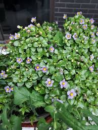 Image result for Exacum affine