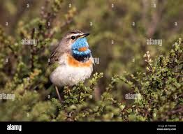 Attēlu rezultāti vaicājumam “Luscinia svecica adult”