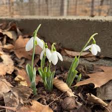 Attēlu rezultāti vaicājumam “Galanthus nivalis flower”