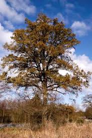 Attēlu rezultāti vaicājumam “Quercus robur”