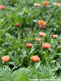 Attēlu rezultāti vaicājumam “Calendula officinalis leaf”