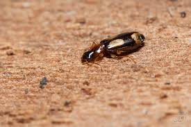 Attēlu rezultāti vaicājumam “Dromius quadrimaculatus”