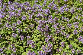 Attēlu rezultāti vaicājumam “Thymus pulegioides fruit”