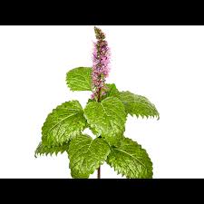 Attēlu rezultāti vaicājumam “Mentha x piperita leaf”