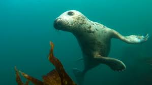 Image result for Surrey Aquanauts B S A C 0689