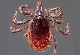 Attēlu rezultāti vaicājumam “Ixodes”