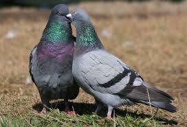 Attēlu rezultāti vaicājumam “Columba livia f. domestica adult”