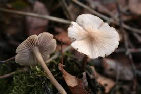 Attēlu rezultāti vaicājumam “Mycena belliarum”