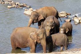 Image result for pinawella