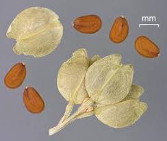 Attēlu rezultāti vaicājumam “Lepidium densiflorum fruit”