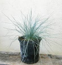 Attēlu rezultāti vaicājumam “Festuca altissima leaf”