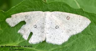 Attēlu rezultāti vaicājumam “Cyclophora albipunctata”