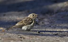 Attēlu rezultāti vaicājumam “Muscicapa striata juvenile”
