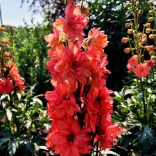 Attēlu rezultāti vaicājumam “Delphinium elatum  flower”