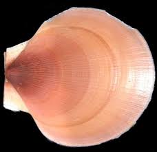 Image result for Placopecten magellanicus