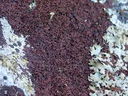 Attēlu rezultāti vaicājumam “Frullania fragilifolia”