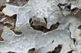 Attēlu rezultāti vaicājumam “Parmelia sulcata”