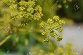 Attēlu rezultāti vaicājumam “Levisticum officinale flower”