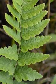 Attēlu rezultāti vaicājumam “Dryopteris cristata”