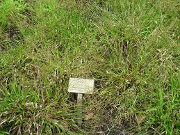 Attēlu rezultāti vaicājumam “Luzula pilosa flower”