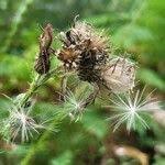 Attēlu rezultāti vaicājumam “Cirsium palustre fruit”