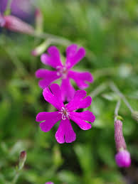 Image result for Silene schafta