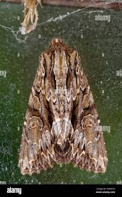 Attēlu rezultāti vaicājumam “Apamea monoglypha”