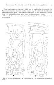 Attēlu rezultāti vaicājumam “Junghuhnia pseudozilingiana”