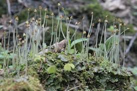 Attēlu rezultāti vaicājumam “Conocephalum”