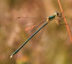 Attēlu rezultāti vaicājumam “Lestes virens female”