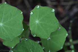 Attēlu rezultāti vaicājumam “Tropaeolum majus leaf”