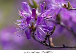 Attēlu rezultāti vaicājumam “Rhododendron canadense flower”