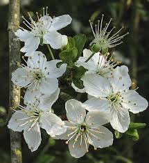 Attēlu rezultāti vaicājumam “Prunus cerasifera flower”