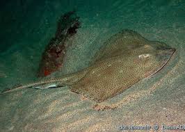 Image result for Raja brachyura