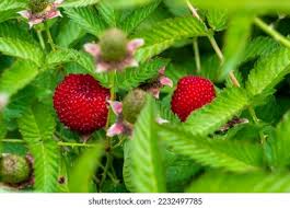 Attēlu rezultāti vaicājumam “Rubus illecebrosus fruit”