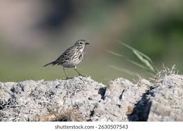 Attēlu rezultāti vaicājumam “Anthus petrosus”