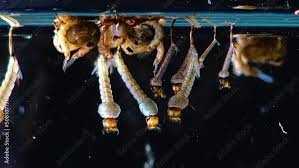 Attēlu rezultāti vaicājumam “Culex pipiens larva”