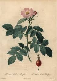 Attēlu rezultāti vaicājumam “Rosa villosa”