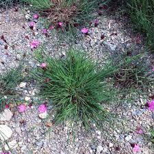 Image result for Dianthus carthusianorum