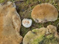 Attēlu rezultāti vaicājumam “Asterodon ferruginosus”