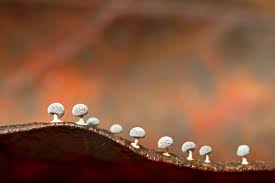 Attēlu rezultāti vaicājumam “Didymium spongiosum macro”