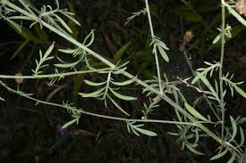 Attēlu rezultāti vaicājumam “Centaurea stoebe leaf”