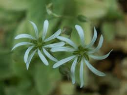 Attēlu rezultāti vaicājumam “Stellaria nemorum bud”