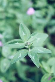 Attēlu rezultāti vaicājumam “Trifolium pratense flower”