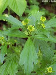 Attēlu rezultāti vaicājumam “Ranunculus mendax”